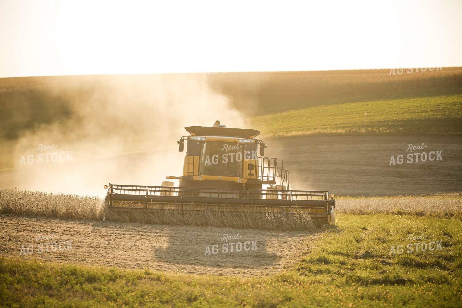 Soybean Harvest 215115