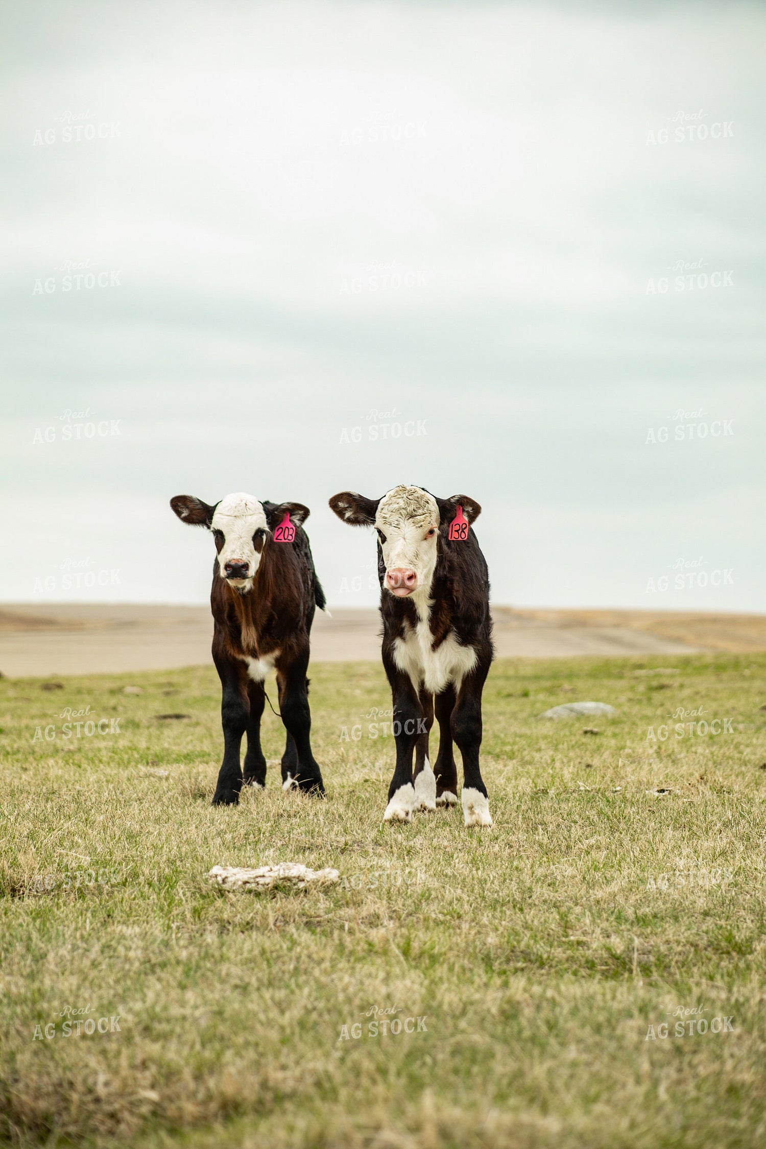 Black Baldy Calves 155727