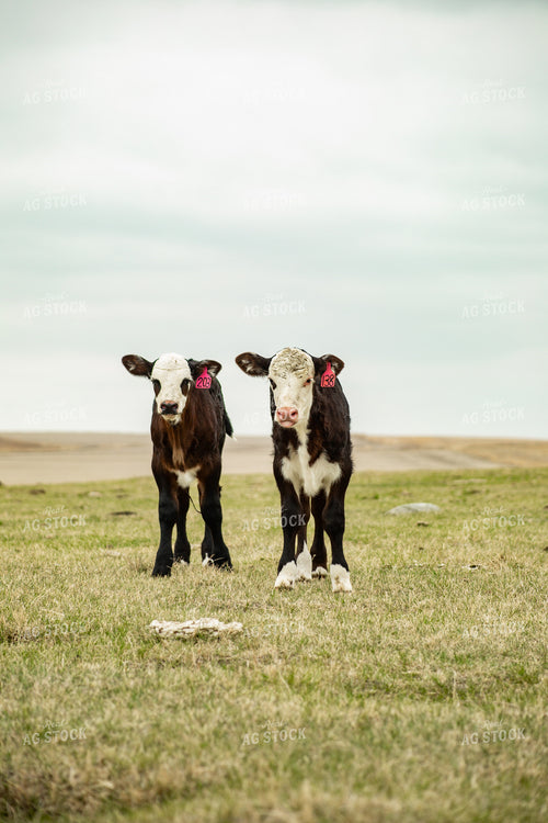 Black Baldy Calves 155727