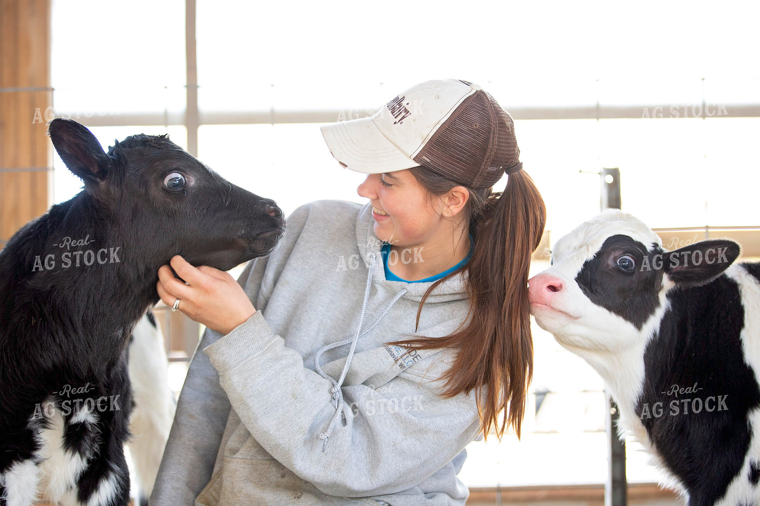 Farm Kid with Holstein Calves 55308