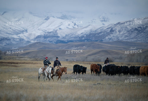 Ranchers Herding Cattle on Horseback 219068
