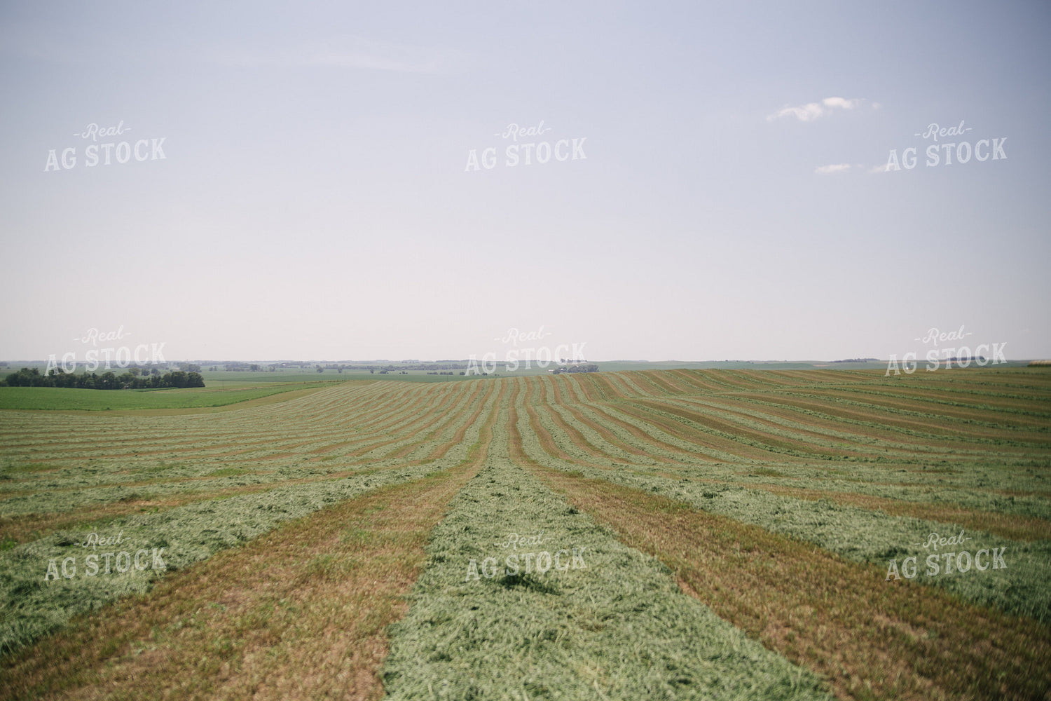 Windrowed Hay Silage Field 70054
