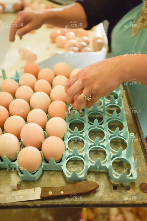 Putting Eggs in Container 129004