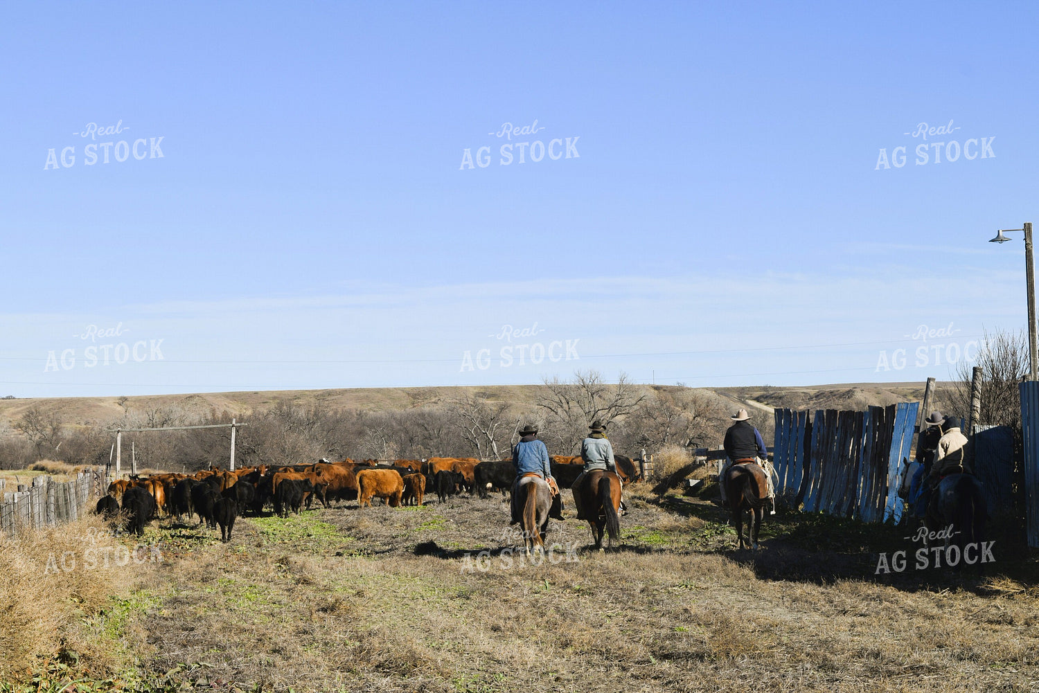 Rancher Moving Cattle on Horseback 284016