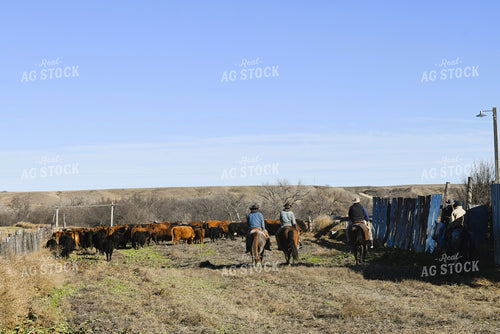 Rancher Moving Cattle on Horseback 284016