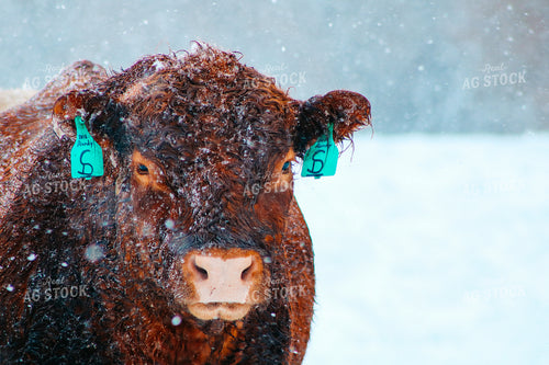 Red Angus in Snow 214027