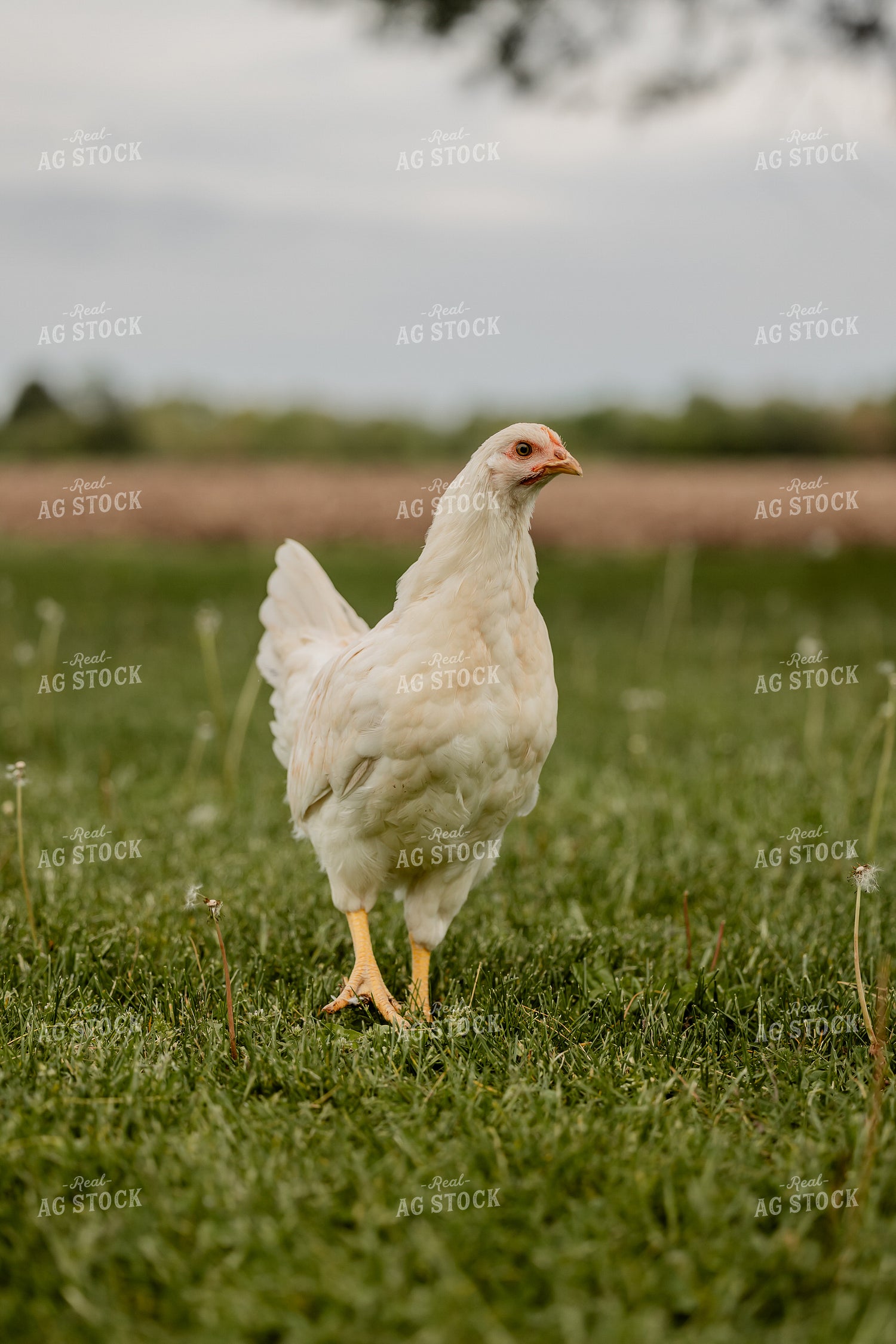 Pullet Laying Chicken 104083