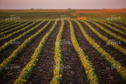 Mid-Season Soybeans 7251