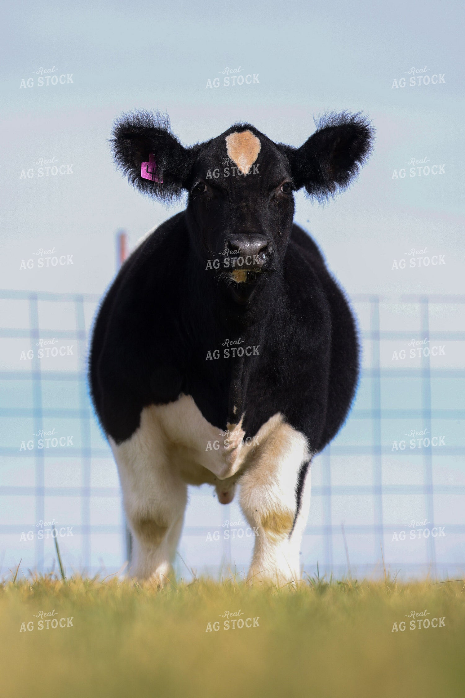 Show Cattle 160442