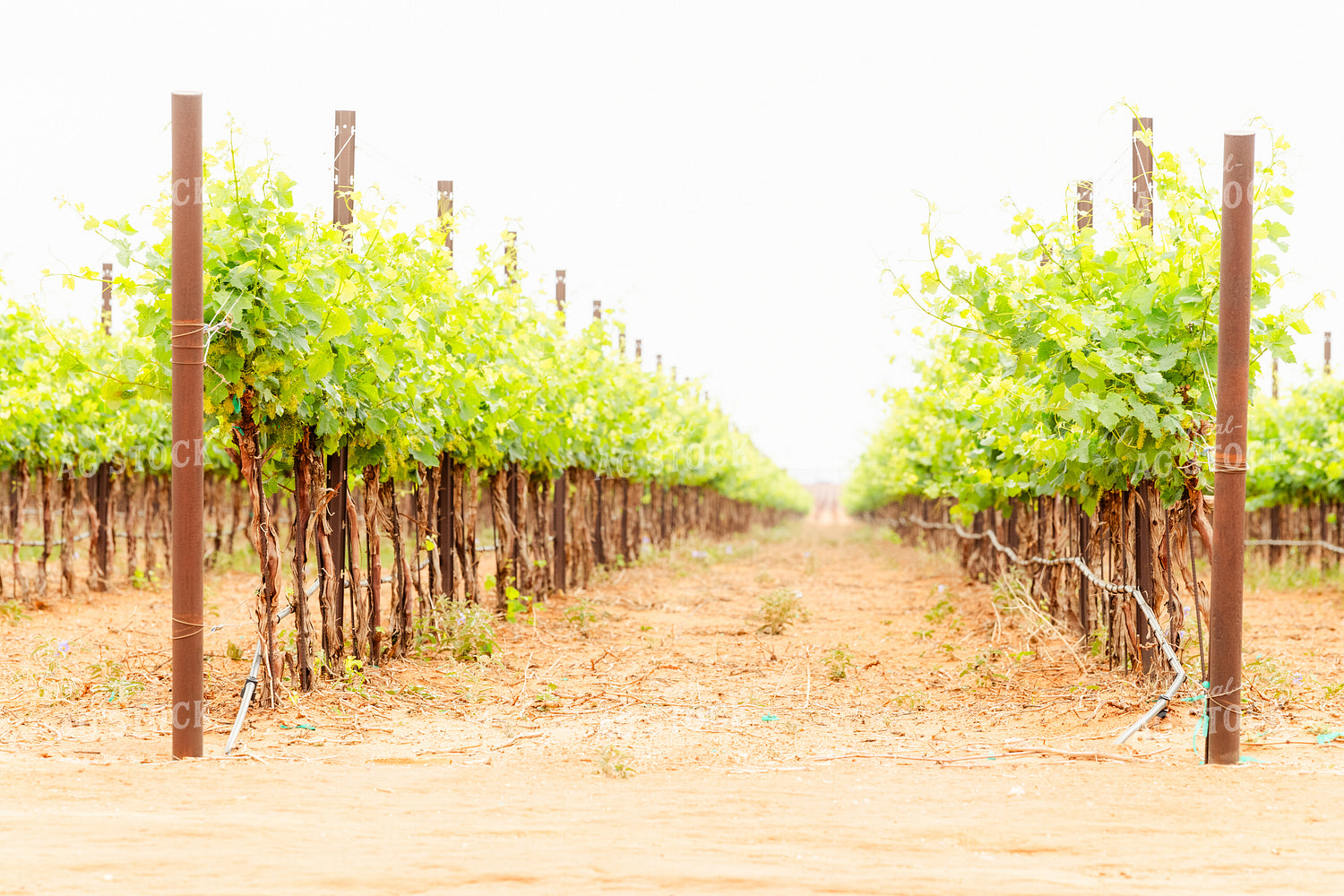 Vineyard 258007