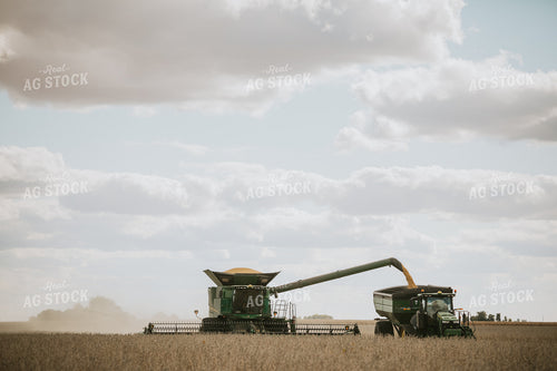 Soybean Harvest 6876