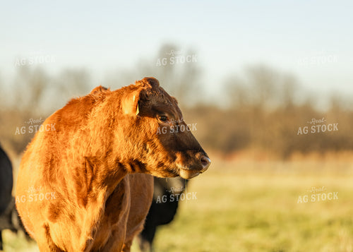 Cattle on Pasture 264075