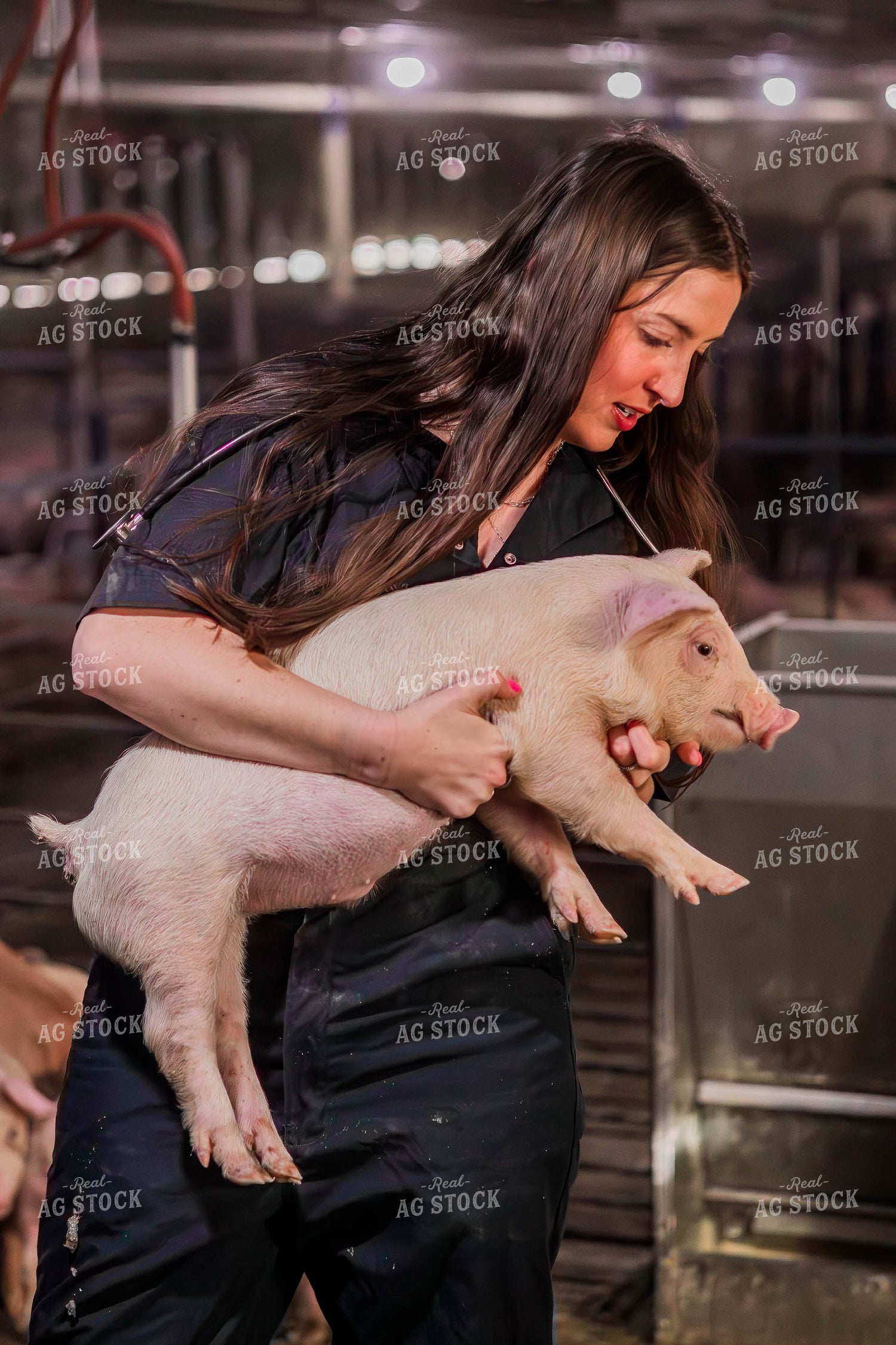 Female Veterinarian Checking Weaned Pigs 289085