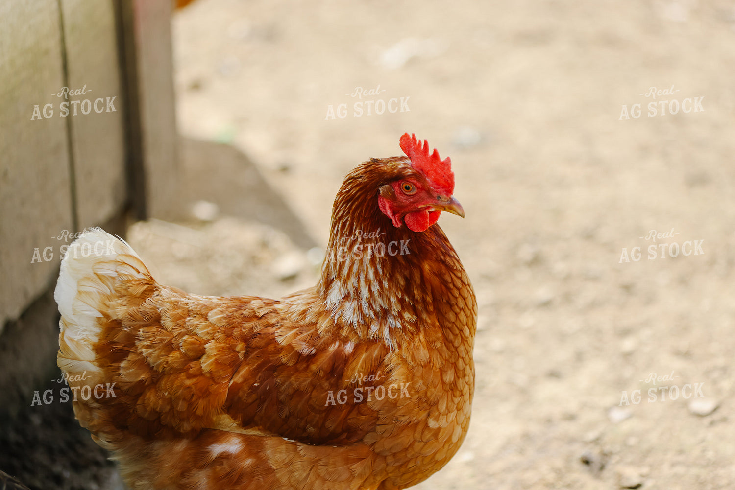 Chicken 90151