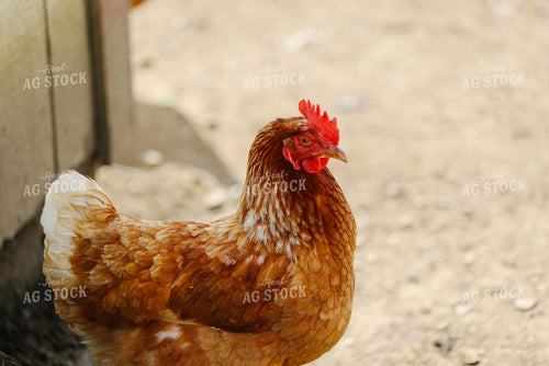 Chicken 90151