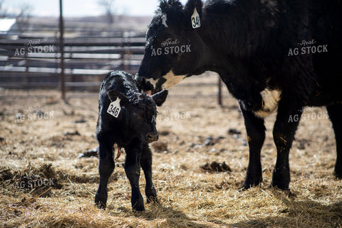 Angus Cow Calf Pair 117287