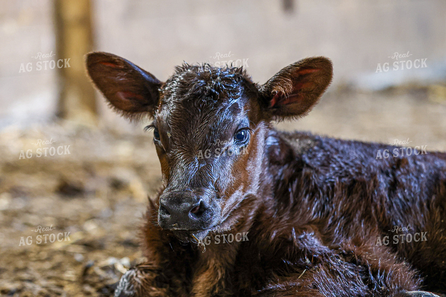 New Angus Calf 160398