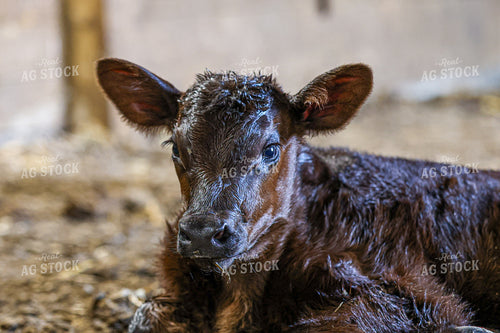 New Angus Calf 160398