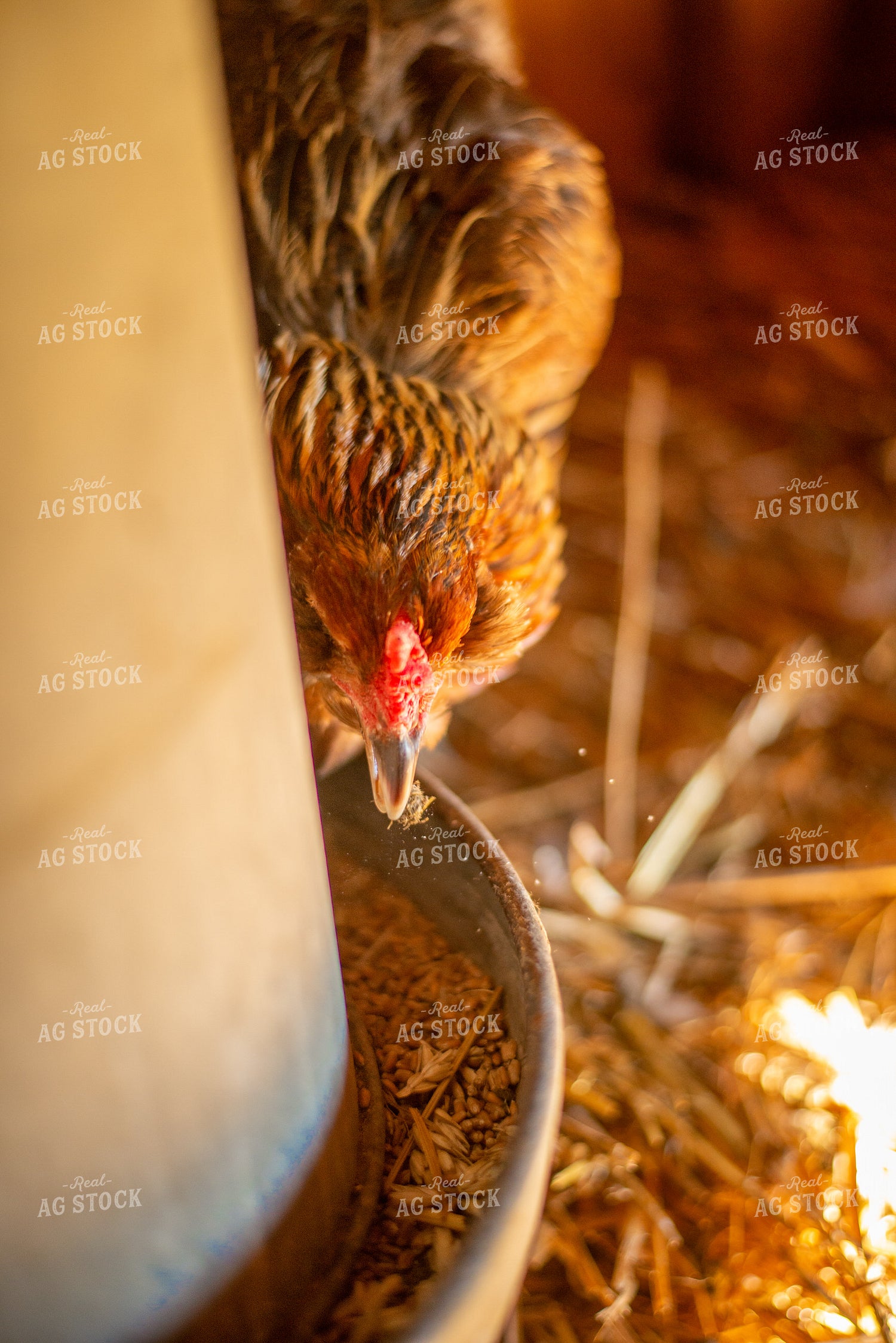 Chicken Eating 299043