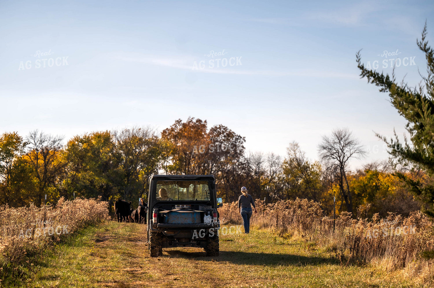 Female Farmers Moving Cattle with Side by Side 115463