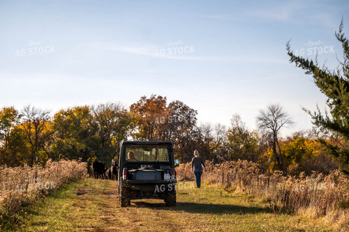 Female Farmers Moving Cattle with Side by Side 115463