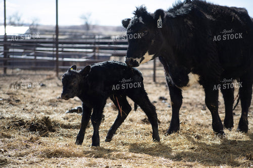 Angus Cow Calf Pair 117285