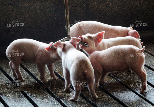 Piglets 141234