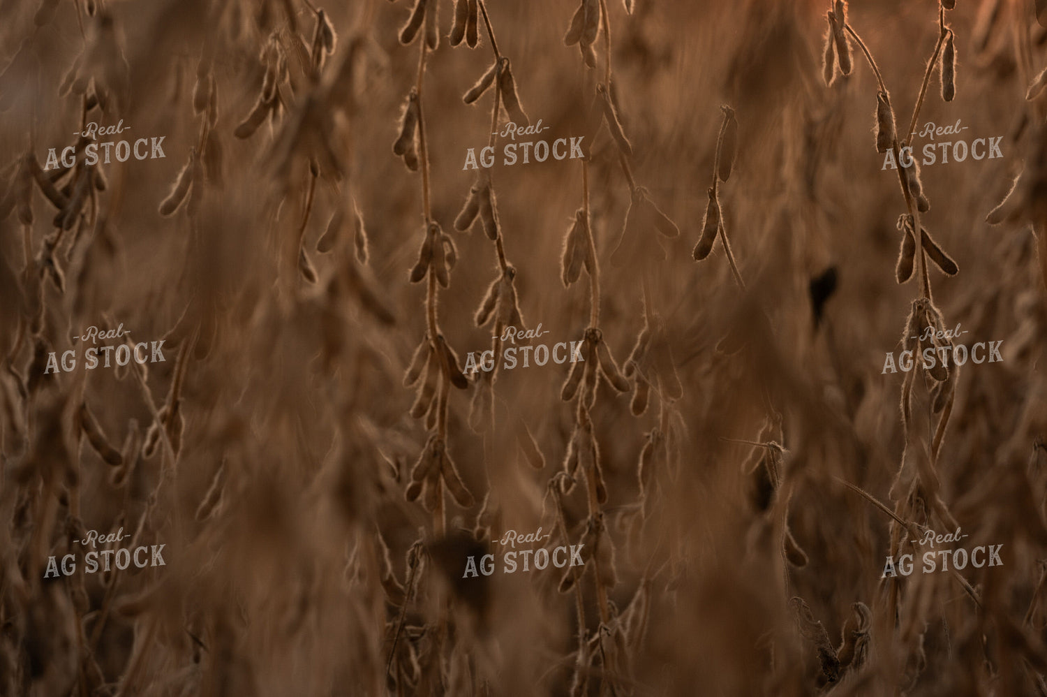 Dried Soybeans 185153
