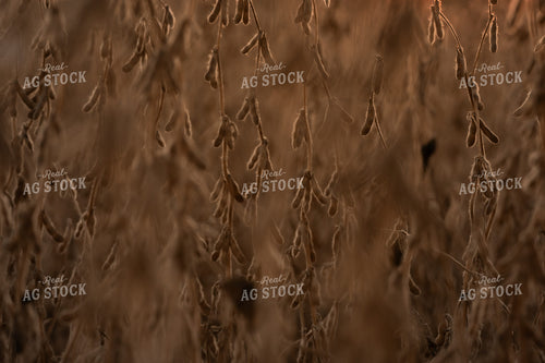 Dried Soybeans 185153