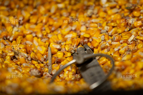 Shelled Corn Kernels 157253