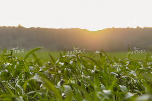 Corn Field at Sunset 52490