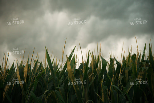 Corn Tassel 25972