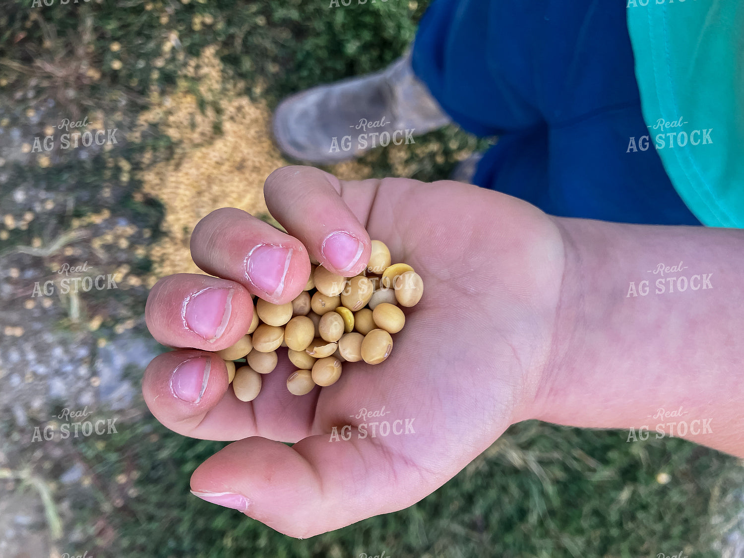 Farm Kid Holding Dried Soybeans 151022