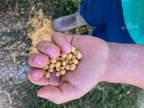 Farm Kid Holding Dried Soybeans 151022