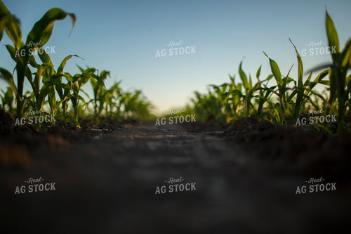 Corn - Early Growth 1092