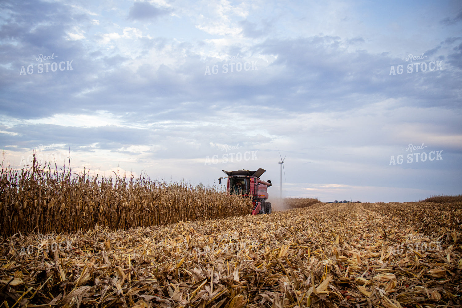 Corn Harvest 268205