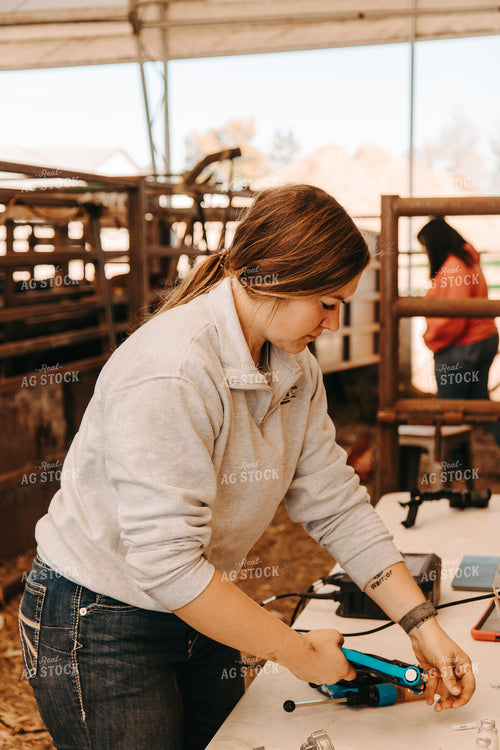 Female Farmer Tagging Cattle 67732