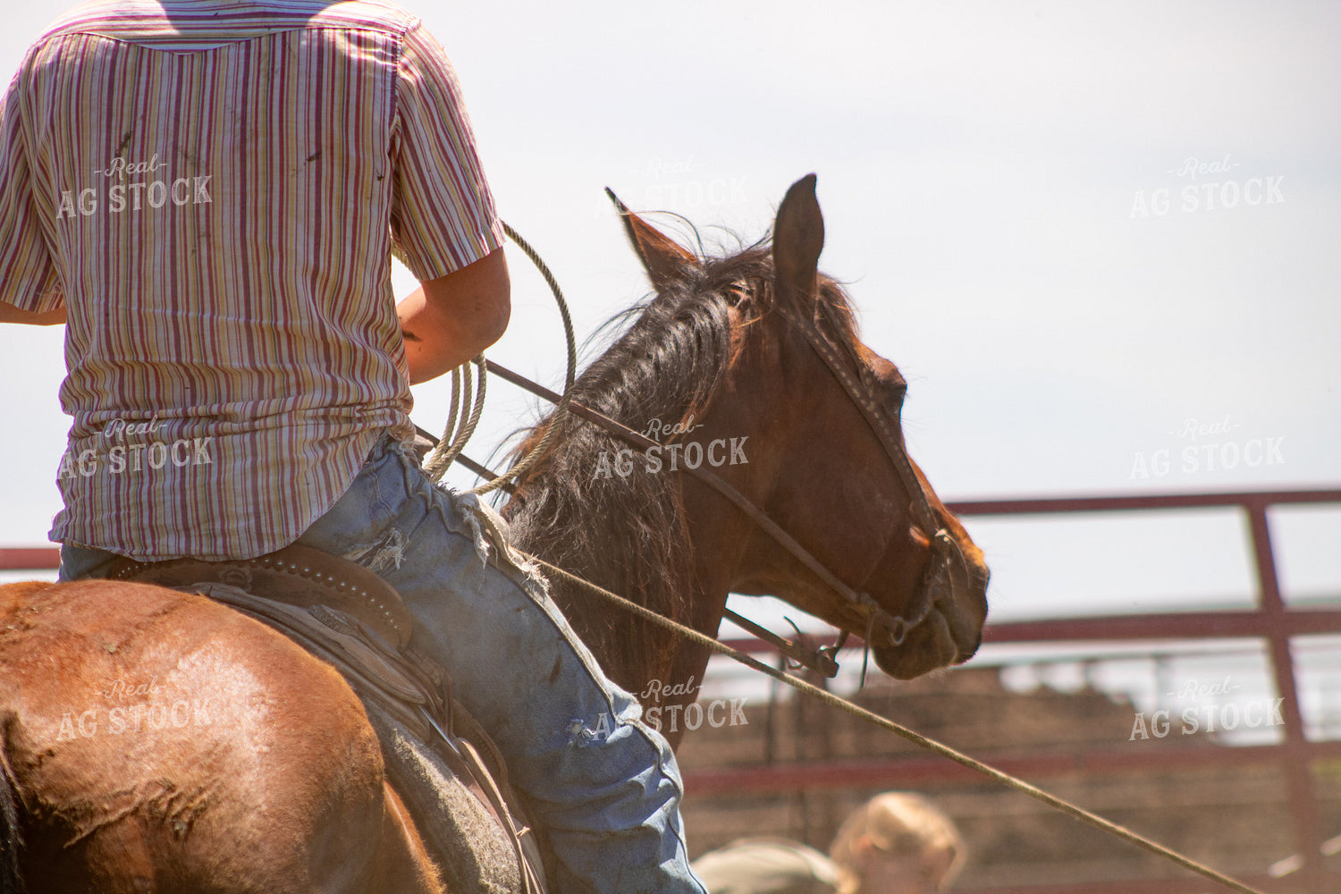 Sorting Cattle on Horseback 214302