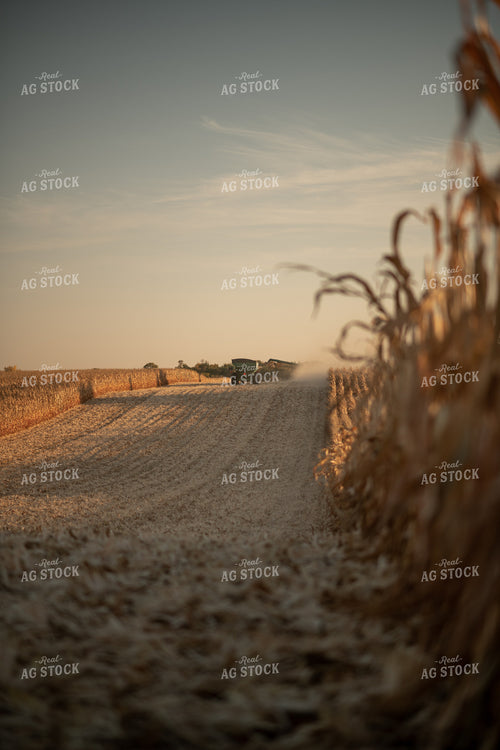 Corn Harvest 76334