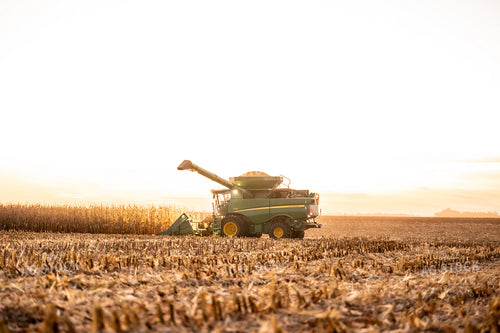 Corn Harvest 185124