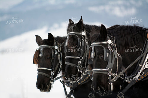 Horses Hitched to Cart 69032