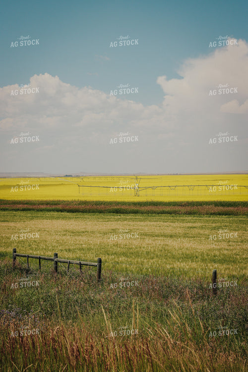 Irrigated Corn Field 83084