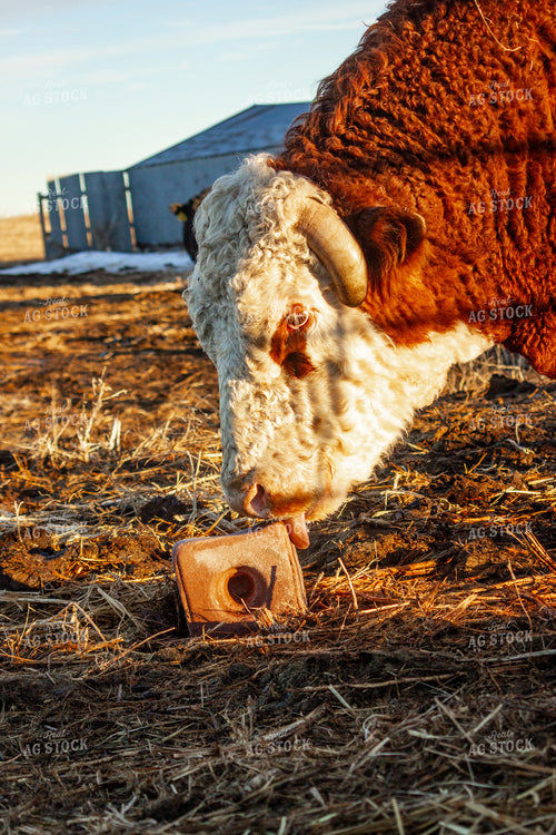 Hereford Bull Licking Salt Block 155103