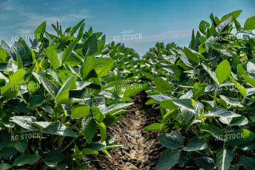 Soybean Field 65046