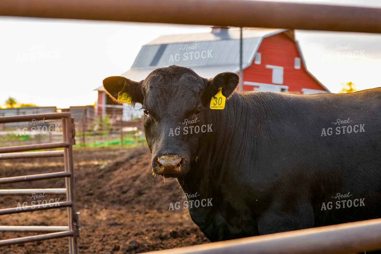 Cattle by Barn 299042