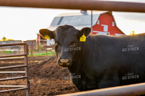 Cattle by Barn 299042