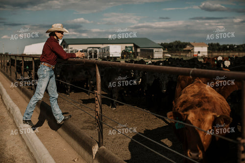 Feedyard 3027