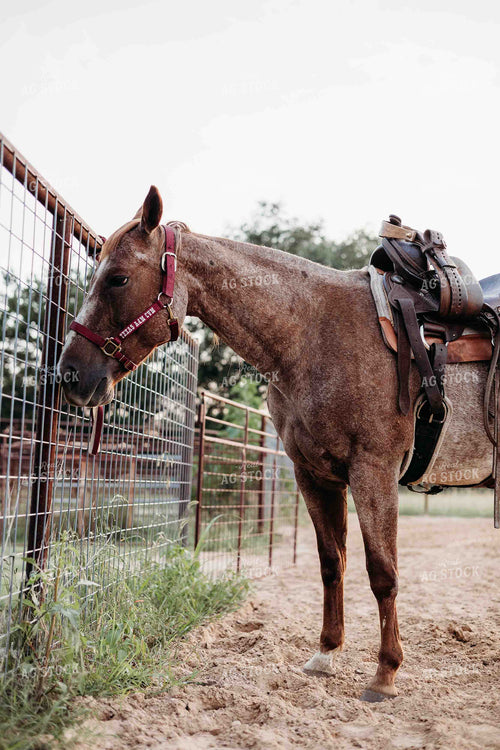Horse 281085