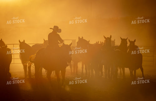 Horse Herd at Sunset 290040