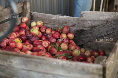 Apples in Wooden Box 73033